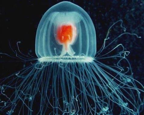 This Jellyfish Is The Only Creature That Has The Potential To
