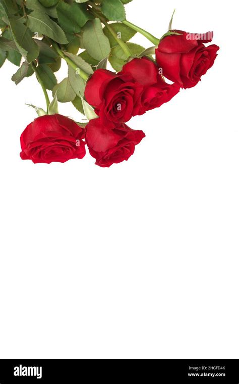 Red Rose Bouquet Hi Res Stock Photography And Images Alamy