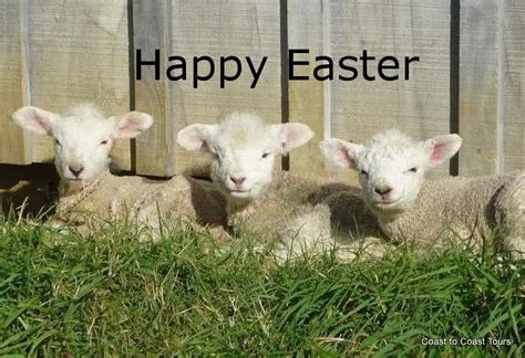 Happy Easter Lambs Wensleydale Longwool Sheep Shop