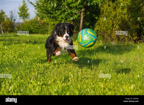 Playing Bernese Mountain Dog Stock Photo Alamy