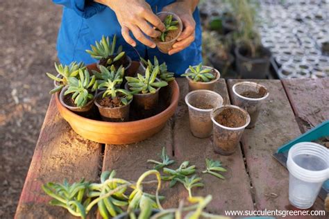 How To Repot Succulents 3 Best Repotting Tips You Must Know