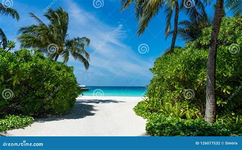 Tropical Island With Coconut Palm Trees On Sandy Beach Maldives