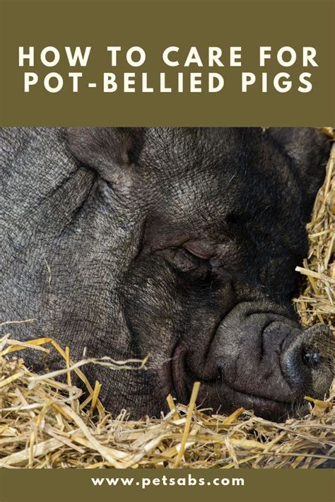 Heres How To Care For Pot Bellied Pigs Pot Belly Pigs Pet Pigs Belly