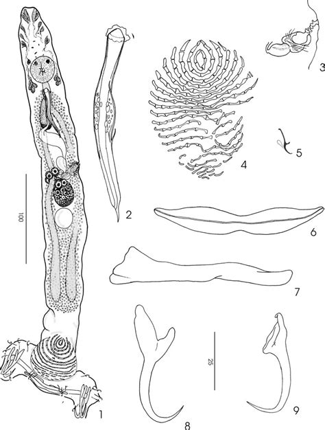Diplectanum Copiosum N Sp 1 Holotype Ventral 2 Male Copulatory