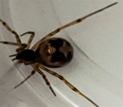 Unidentified Spider In Beloit Wisconsin United States