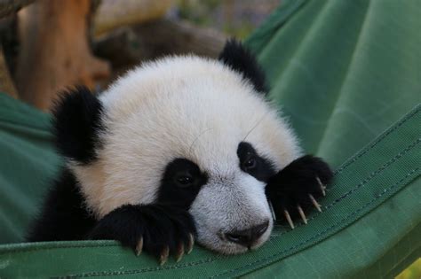 At Eight Months Old Toronto Zoo Panda Cubs Starting To Like Bamboo