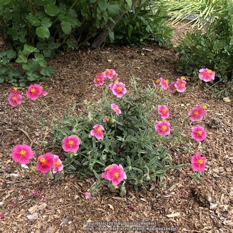 Rock Rose Helianthemum Nummularium Belgravia Rose