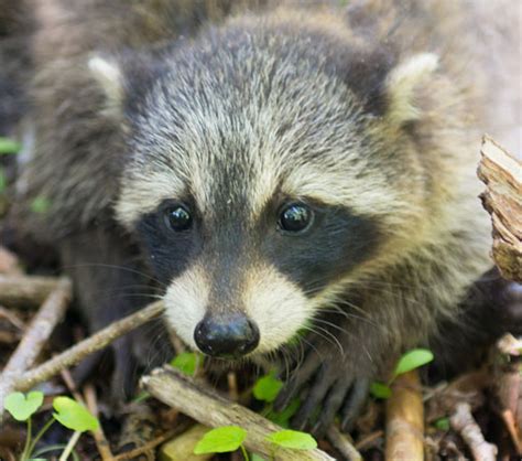 Local Man Risks Life To Save Raccoon Cub Steven Vandervelde Photography