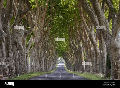 Beautiful Symmetrical Tree Lined Road Near Lagrasse In The Languedoc