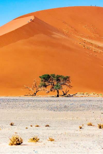 Camels have short, thick fur that protects them from the sun during the day, and it protects. Fauna and Flora | Sossusvlei