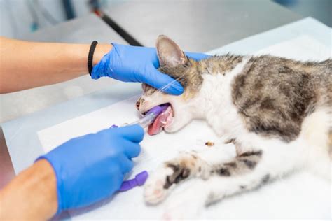 Narkose Katze Alle Wichtigen Infos Tierklinik Rostock