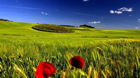 48 Open Field Wallpaper Wallpapersafari