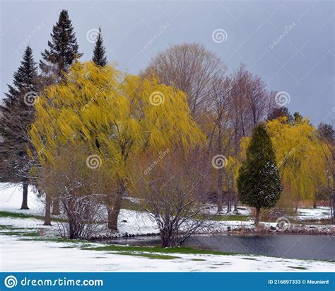 Late Winter Early Spring Landscape In Bromont Stock Image Image Of