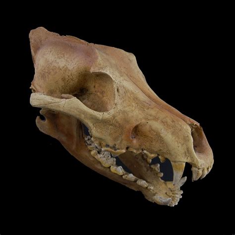 Canis dirus (dire wolf) temporal range: goudbruine schedel is van een uitgestorven reuzenwolf ...