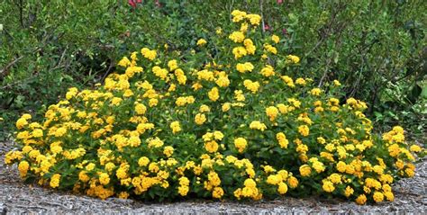 Yellow Lantana Growing In A Garden Stock Image Image Of Yellow
