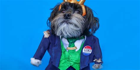 Loki Fan Posts Step By Step Instructions On How To Dress Up Your Dog As