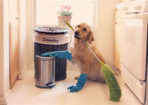 Cleaning Tips For Dog Parents