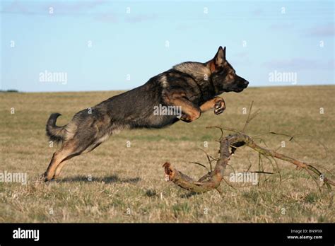 German Shepherd Jumping High Resolution Stock Photography And Images