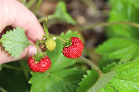After about a month to six weeks the plantlet will have started to. Growing Strawberries Indoors: How to Grow Strawberries Indoors