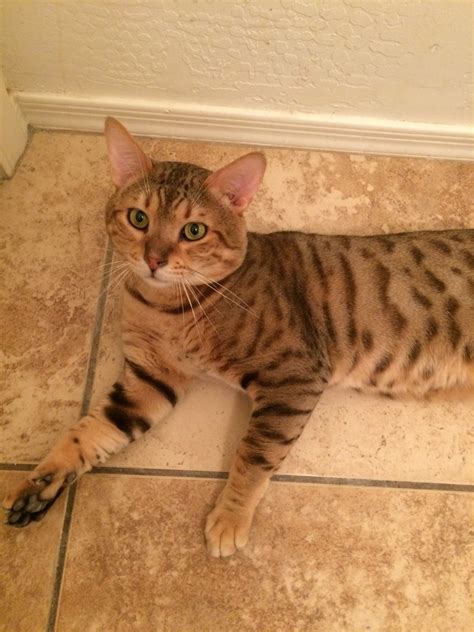 Maybe you would like to learn more about one of these? Savannah Cats For Sale | Maricopa, AZ #273200 | Petzlover