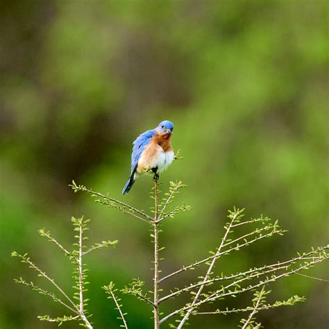 Displeased Eastern Bluebird Ron Buening Flickr