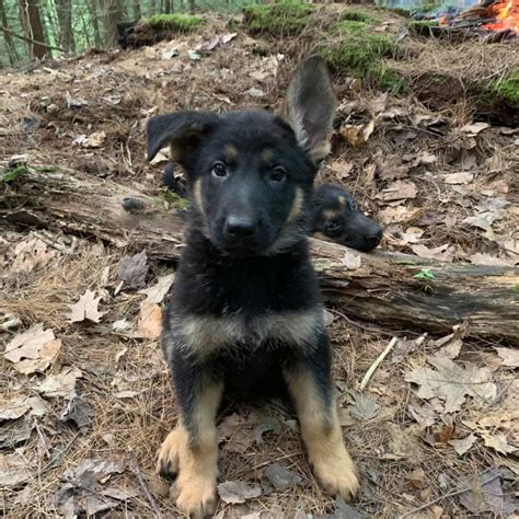 Not named yet black and red akc german shepherd puppies for sale. German Shepherd Puppies For Sale | Keene, NH #302083