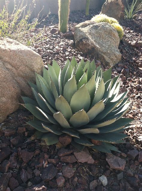 The Sonoran Desert Plants Succulents Perennials