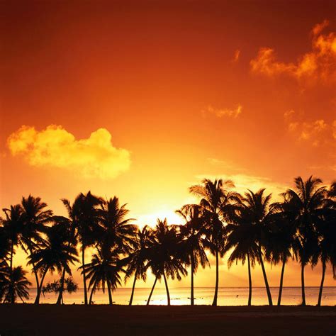 Nature Palm Trees Sunset Ipad Iphone Hd Wallpaper Free