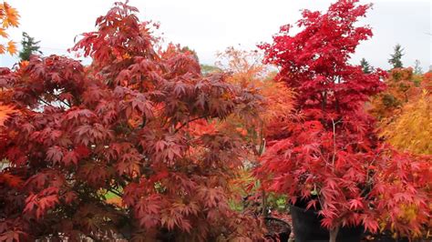 Best Fall Color For Japanese Maple Amazing Maples And Crazy Conifers