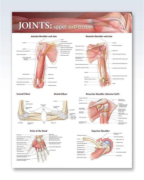 Joints Upper Extremities Chart 20x26 Anatomy Muscle Anatomy