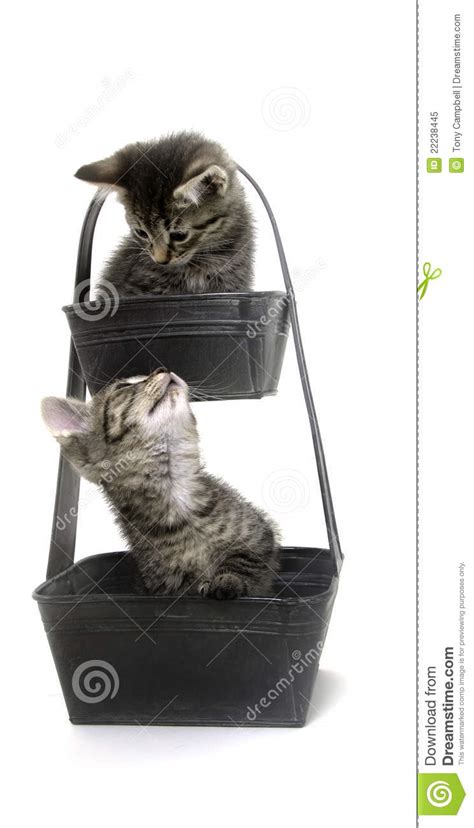 Two Cute Tabby Kittens In Flower Pot Stock Image Image Of Baby Cute