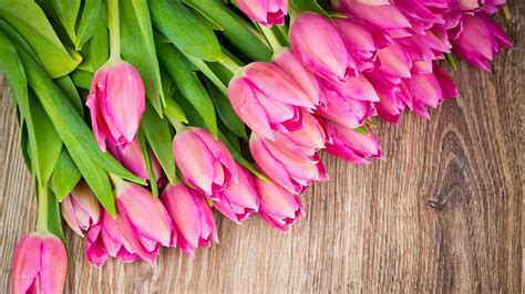 Pink Tulips Wallpaper ·① Wallpapertag