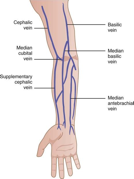 26 Diagram Of Veins In Arm For Phlebotomy Wiring Diagram List