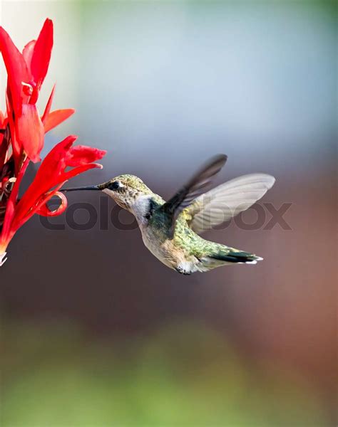Hummingbird And Cana Lily Stock Image Colourbox