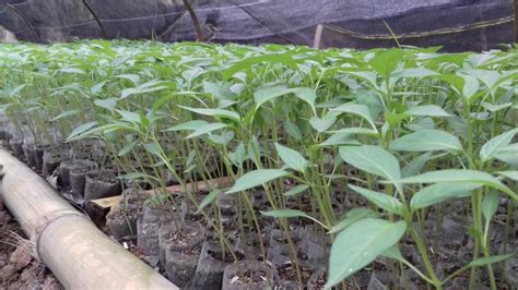 Check spelling or type a new query. bibit-cabe - Tips Petani