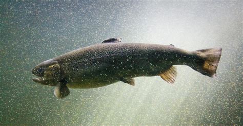 Freshwater Salmon Farming In Maine Csg Erc Csg Erc
