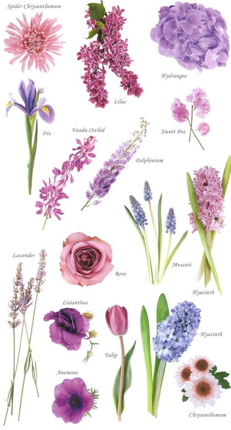 However, the more saturated color shown below as floral lavender more closely matches the average color of the lavender flower as shown in the picture and is the tone of. Purple flowers | Flower names, Flower guide, Flower ...