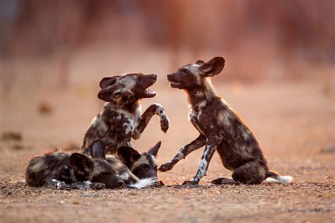 Golden Retriever Acts As Surrogate Mom To African Painted Dog Pups At