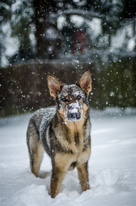 German Shepherd On The Snow Big Dogs I Love Dogs Dogs And Puppies