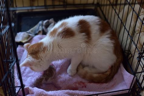 Female Cat Give Birth Stock Photo Image Of Fetal Fetus 115042618
