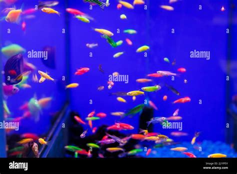 Assortment Of Danio Glo Or Glofish In Blue Aquarium Stock Photo Alamy