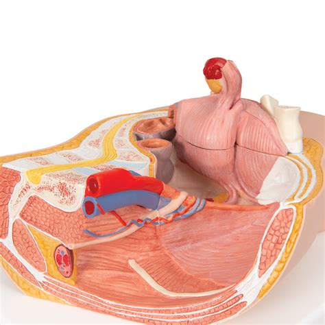 The muscles of the lower back, including the erector spinae and quadratus lumborum muscles, contract to extend and laterally bend the vertebral column. Anatomical Teaching Models | Plastic Human Pelvic Models ...