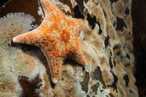 Micks Marine Biology Sea Stars Of Vancouver Island Part 1