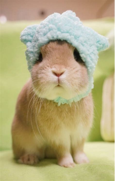 16 Of The Cute Bunny Pictures Ever The Cuteness So Overload в 2020 г