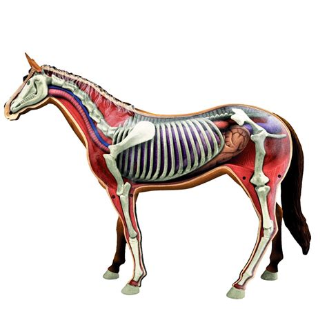 Inside A Horse Horse Anatomy Horses Animals