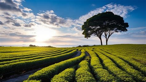 Tea Plants Are Forming Circular Rows Up A Mountainside Background