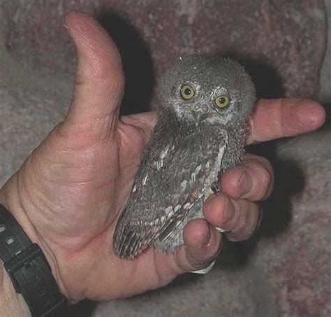 Photos Of The Worlds Smallest And Cutest Owl Live Science