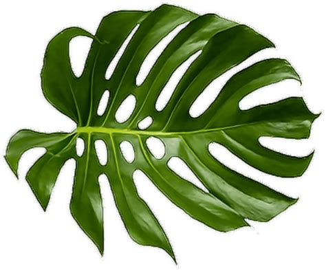 Download Leaf Swiss Cheese Plant Tropical Palm Leaf Png Transparent