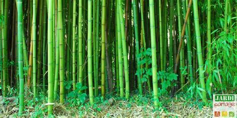 Planter Un Bambou Les Précautions à Prendre Jardipartage