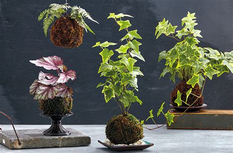 Kokedama Japanese Technique To Decorate Your Home With Plants